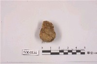 藏品(殼狀地衣 )的圖片